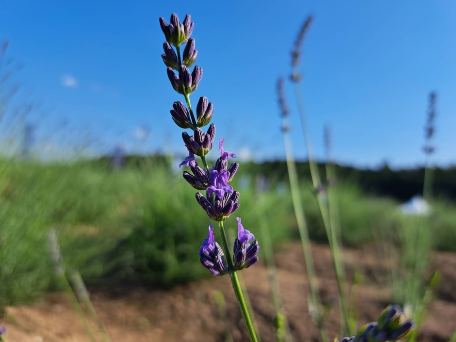 ラベンダーグロッソ