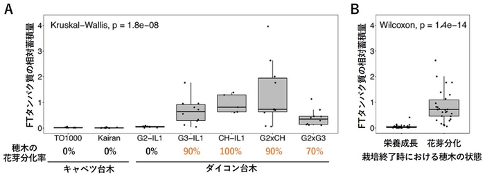 図2 接ぎ木されたキャベツ穂木の開花誘導の成否は、穂木に蓄積したフロリゲン量とよく相関する。　（A）異なる台木に接ぎ木されたキャベツ穂木に蓄積したFTタンパク質の相対量。　（B）最終的な穂木の花芽分化の有無と、キャベツ穂木に蓄積したFTタンパク質の相対量との関係。