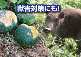 サンチャージ12 獣害被害に