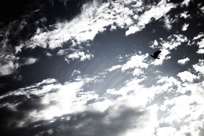 写真　「空と鳥」