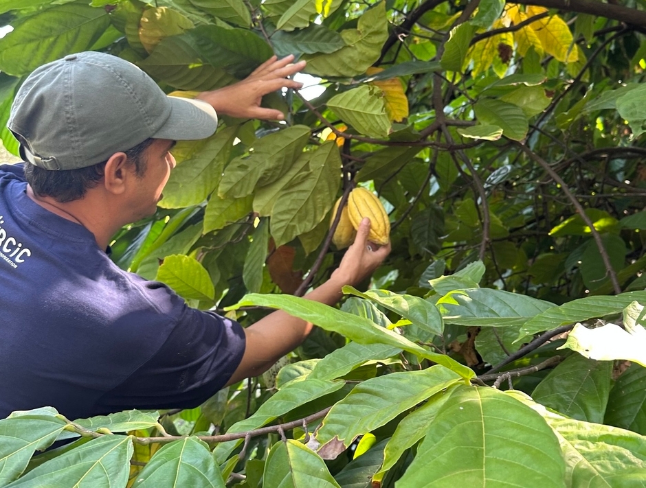 自然豊かな環境で育つ東ティモール産カカオ