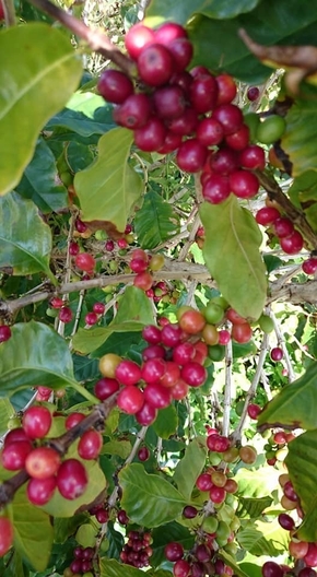 コーヒーの樹木に実るコーヒーチェリー