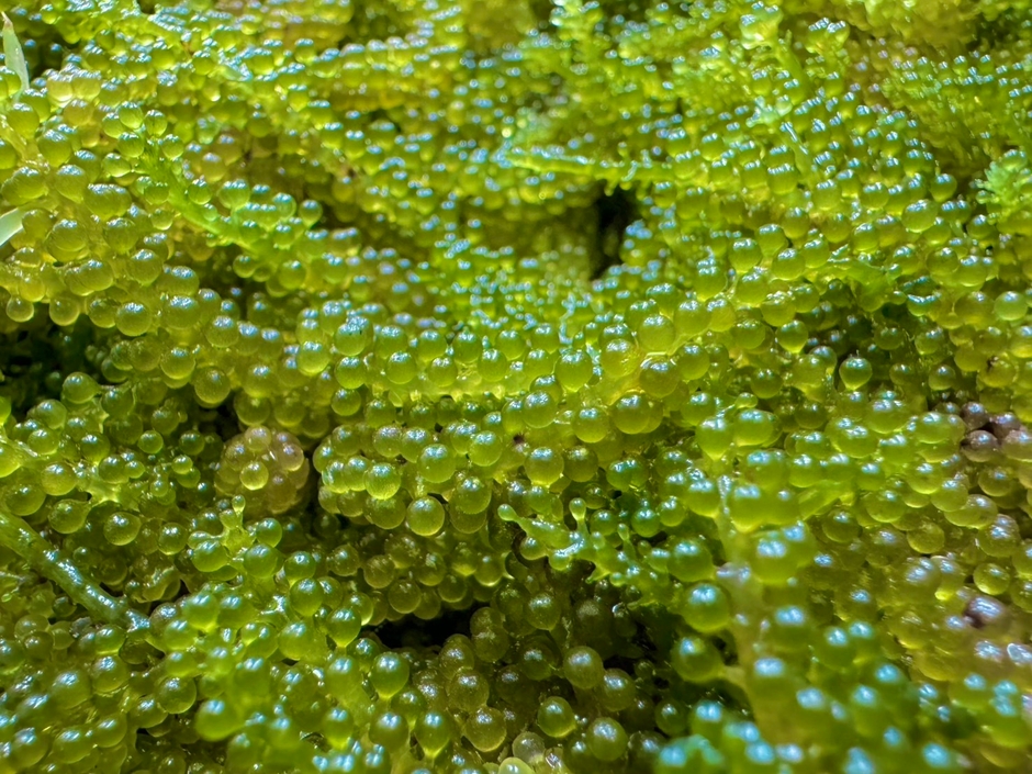 岩渕薬品株式会社内のコンテナで収穫された海ぶどう