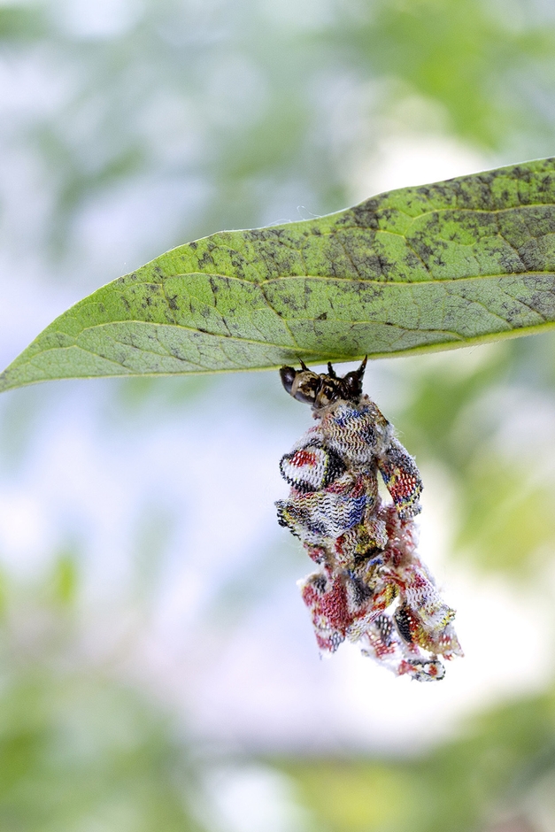 AKI INOMATA《girl, girl, girl . . .》2点組_2