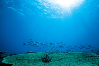 銀座で水中写真家 中村 征夫の写真展『永遠の海』8/9～実施 　パラオ・沖縄の最新作を中心に最新作を含む約120点を展観