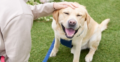 愛犬とのお出かけ全力応援。お出かけにうれしい選べるプレゼントキャンペーンを開催中！