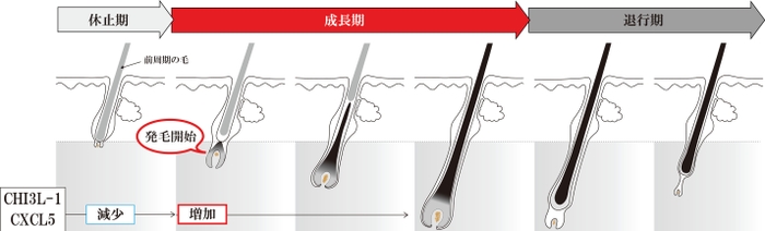 図2　CHI3L-1およびCXCL5レベルの変動と毛周期との関係