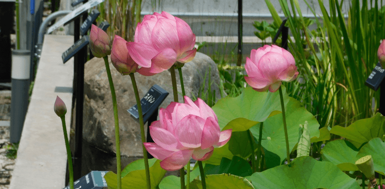 近畿大学薬学部薬用植物園で育成しているハス