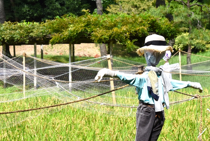 稲穂の様子（9月24日撮影）