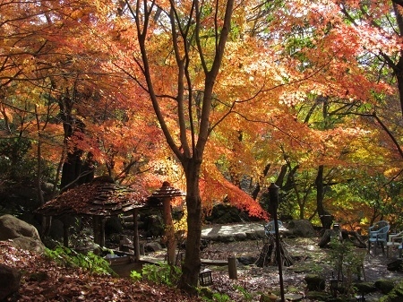 紅葉風景