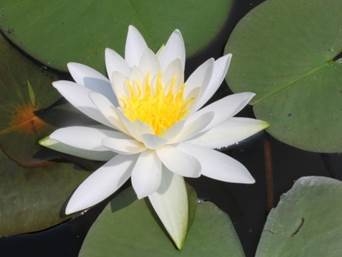 スイレン (5月下旬~9月中旬)