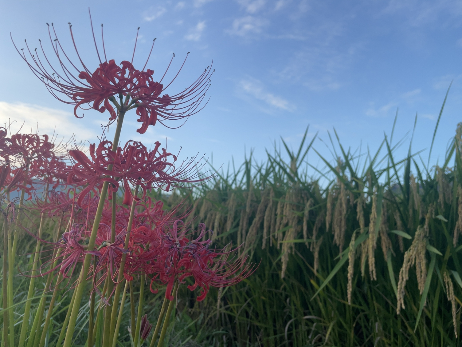 おじぎをし始めた稲穂