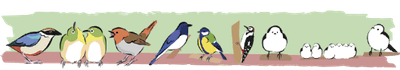 山の野鳥たち