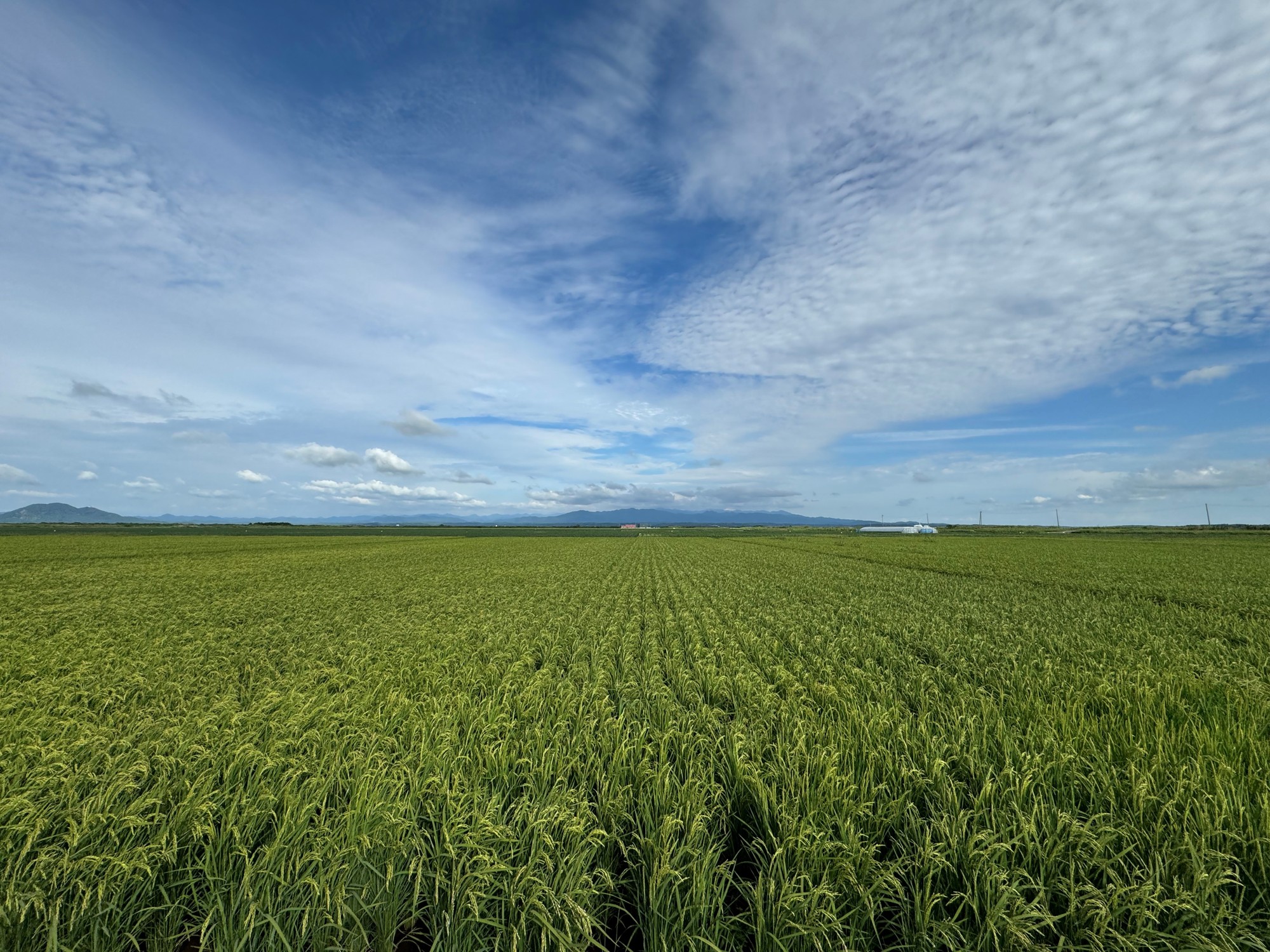猛暑による米作りを救え—— 東大・伊藤忠食糧とのバイオスティミュラント開発プロジェクトが 「オープンイノベーション研究・実用化推進事業」に採択