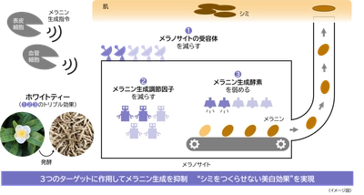 メラニン生成の初期段階に着目し、 シミをつくらせない美白効果を実現