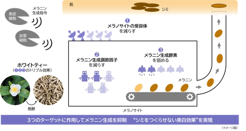 メラニン生成の初期段階に着目し、 シミをつくらせない美白効果を実現