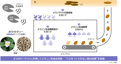 研究成果の概要