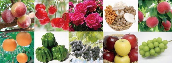 日本の原風景が広がる中野は、懐かしい自然を残しつつ、常に時代に先駆けて新しいおいしさに挑戦する農業の先進地として知られています。