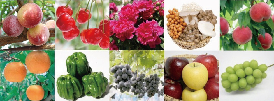 日本の原風景が広がる中野は、懐かしい自然を残しつつ、常に時代に先駆けて新しいおいしさに挑戦する農業の先進地として知られています。