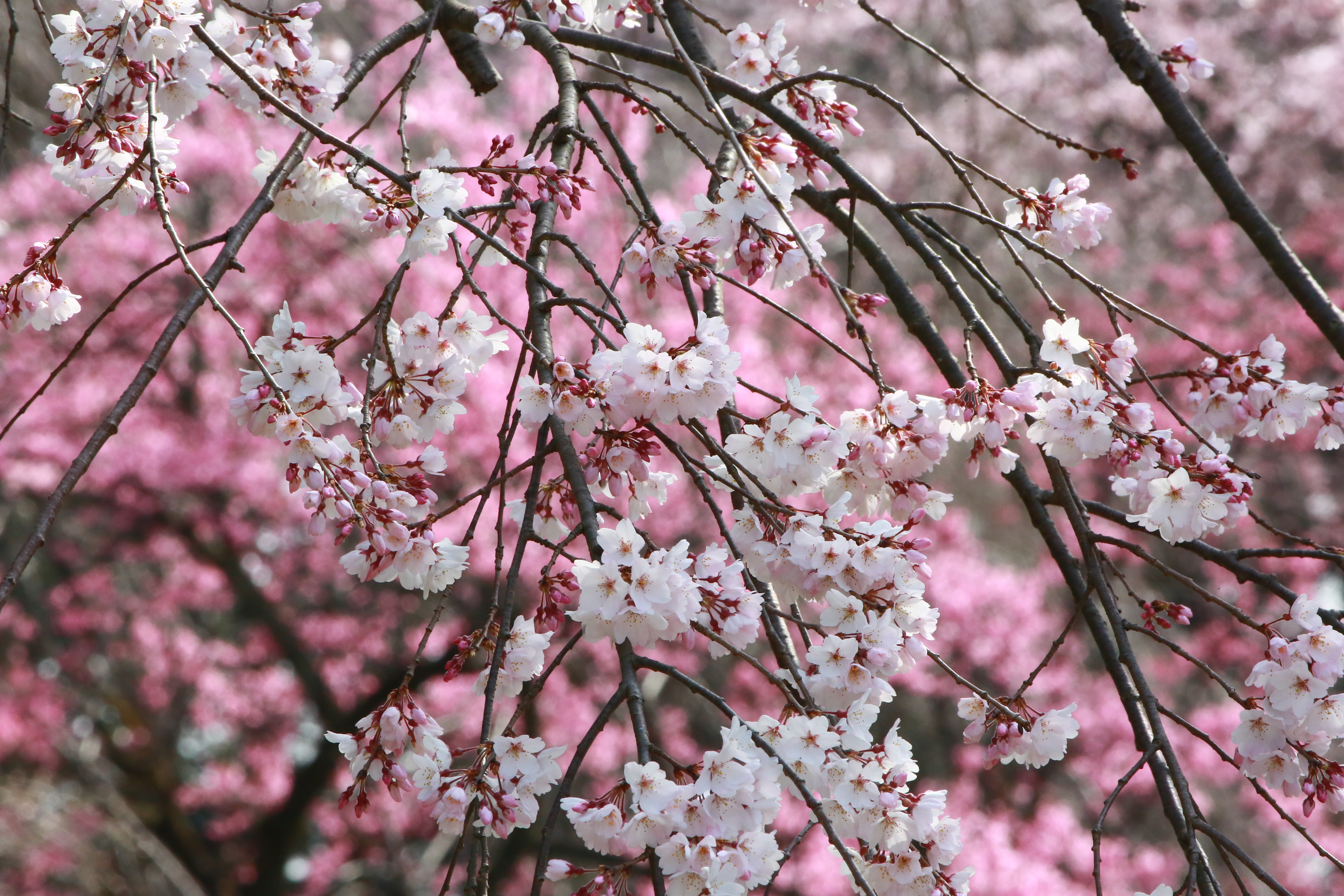 神代植物公園 「早春の催し」２月上旬頃～４月上旬開催！ | NEWSCAST