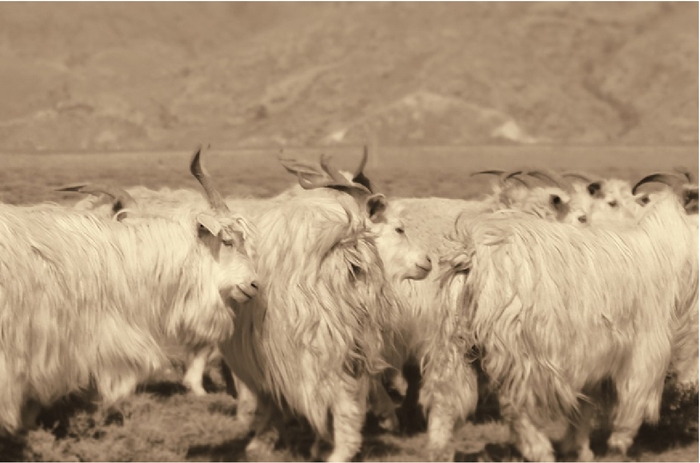 実際に使用しているカシミヤを育てている農場