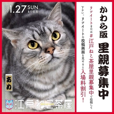 “江戸長屋”で暮らす50匹の保護猫の里親探し　 江戸版猫カフェ「江戸ねこ茶屋」が里親募集を強化