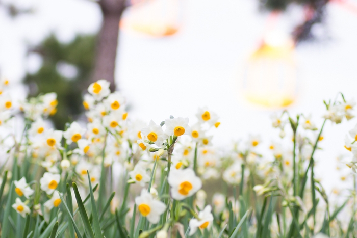 葛西臨海公園のスイセン(昨年の様子)