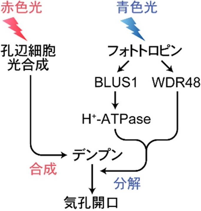 図4　赤色光によるデンプン合成と青色光によるデンプン分解を介した気孔開口の相乗的制御モデル　赤色光は孔辺細胞葉緑体の光合成を誘導し、デンプン合成を促進する。青色光はフォトトロピンにより受容され、活性化したフォトトロピンはBLUS1とWDR48をリン酸化する。両者の情報は下流で統合され、デンプン分解を引き起こし、気孔開口を促進する。