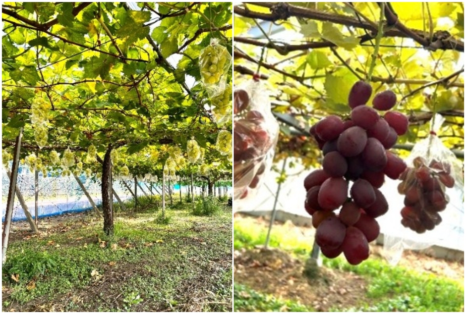 ぶどうの大試食&即売会