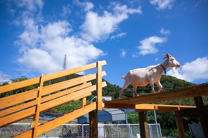 高いところが好きなヤギは自ら登っていきます