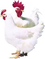 家禽類（ブロイラー）市場規模予測：2032年には424821百万米ドルに到達へ