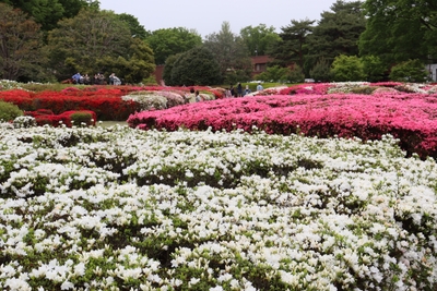 つつじ園（令和５年度撮影）