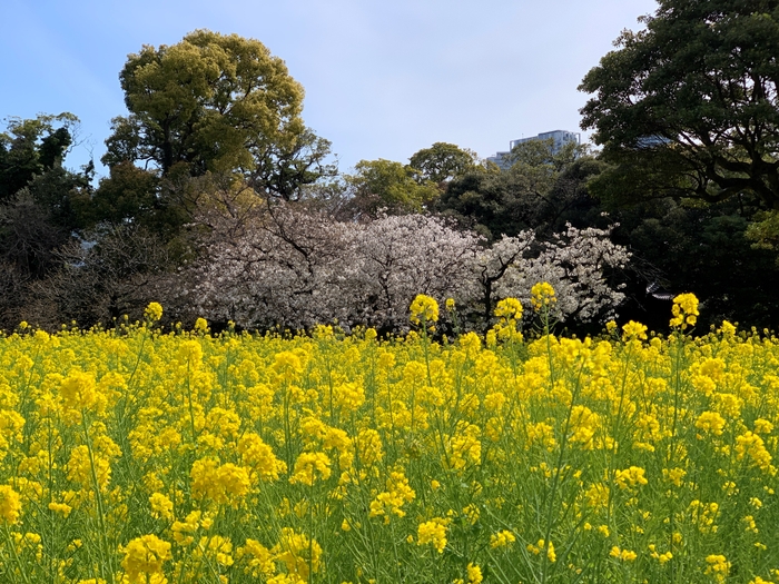 ナノハナとサクラの競演（お花畑）