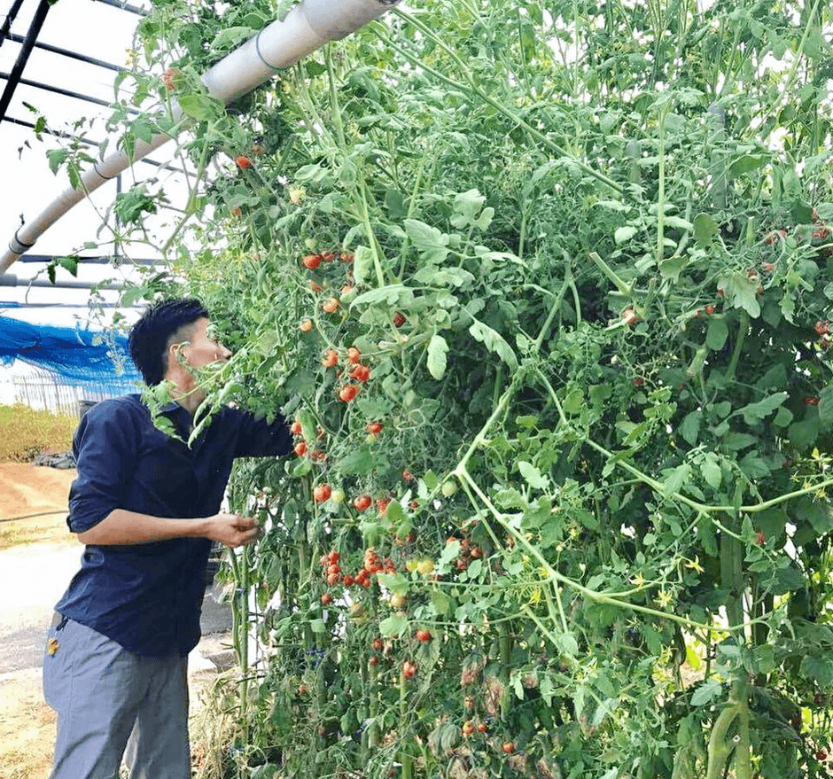 店長の野菜厳選の様子