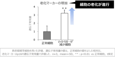 図3 マイトリガーゼの減少による老化の促進