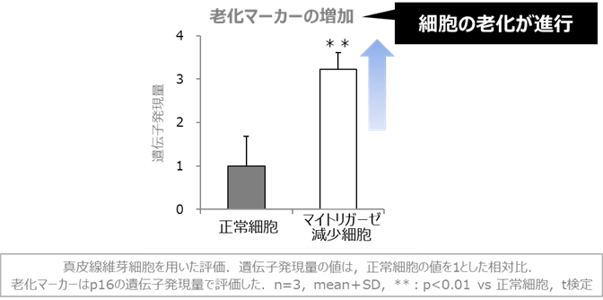 図3 マイトリガーゼの減少による老化の促進