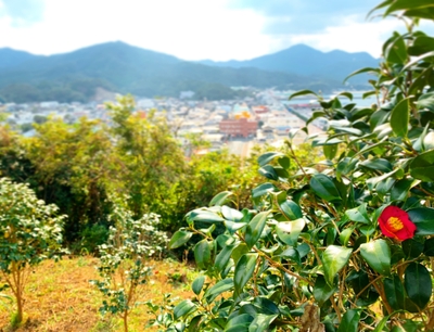 五島の椿