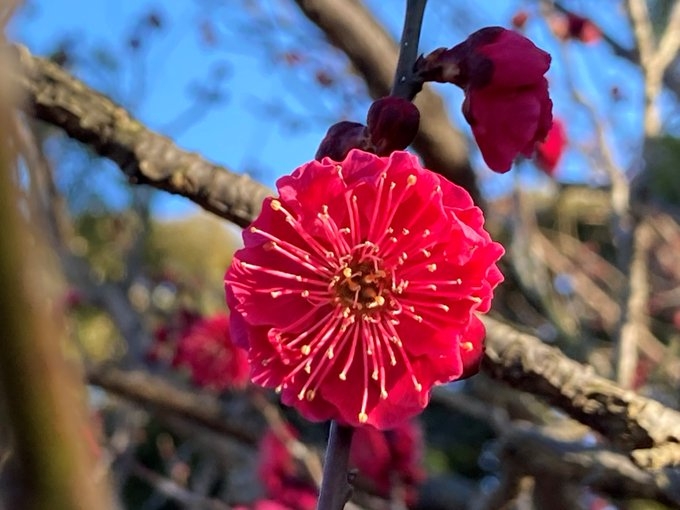 鹿児島紅(かごしまこう)