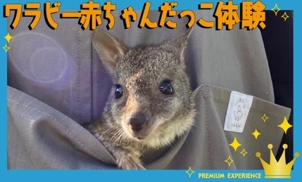 ワラビー赤ちゃんだっこ体験