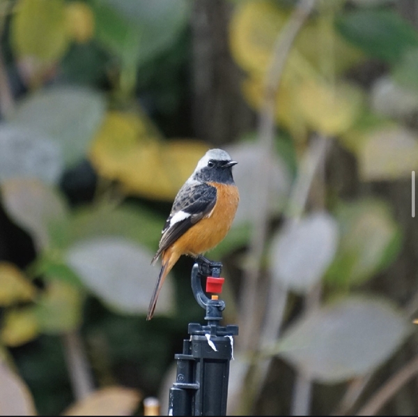冬に庭園へ飛来するジョウビタキ（2025年1月撮影）