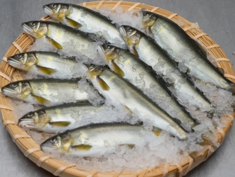 ワンランク上を目指す料理人のプロ食材！ 生産者による鮎食材の専用通販サイト 「あゆの店きむら 業務用店」がオープン