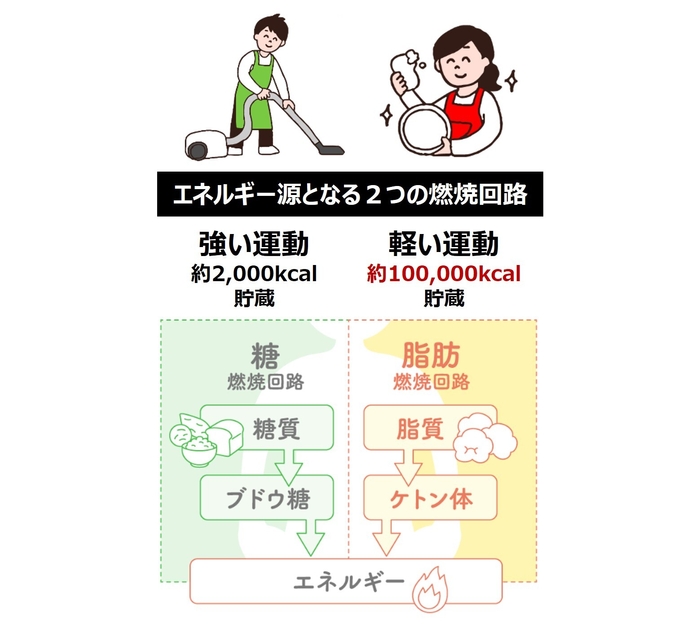 エネルギー源となる2つの燃焼回路