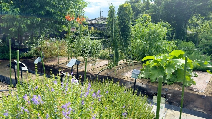 近畿大学薬学部薬用植物園