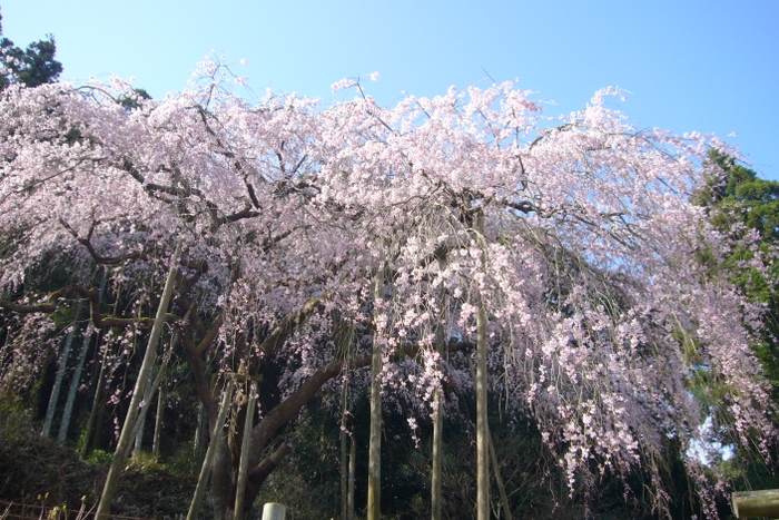 田ノ頭しだれ桜