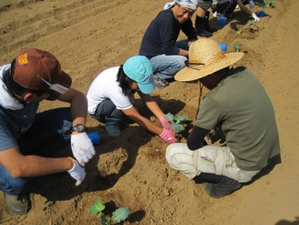 静岡県三島市で野菜の収穫と冬野菜の植え付けに参加