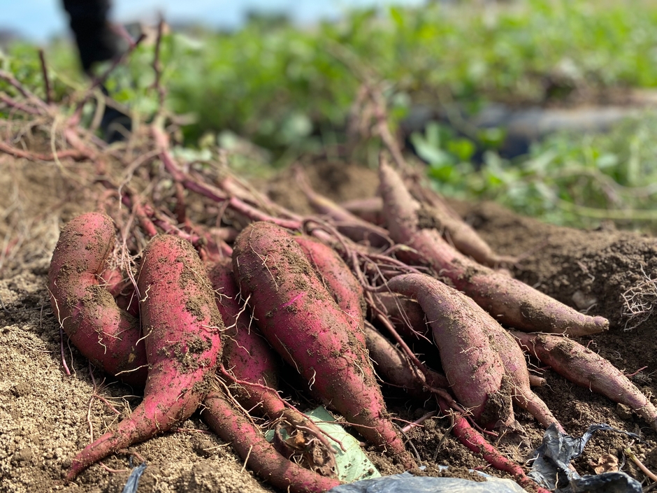 @FARM産シルクスイート
