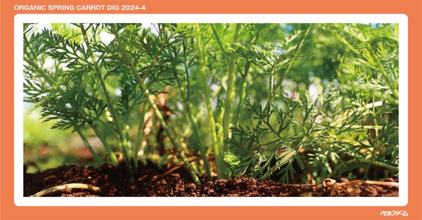 有機春にんじん収穫体験イベントイメージ画像③