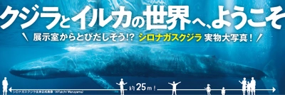 企画展 ｢QooDZILLA!! クジラとイルカの世界｣ を開催