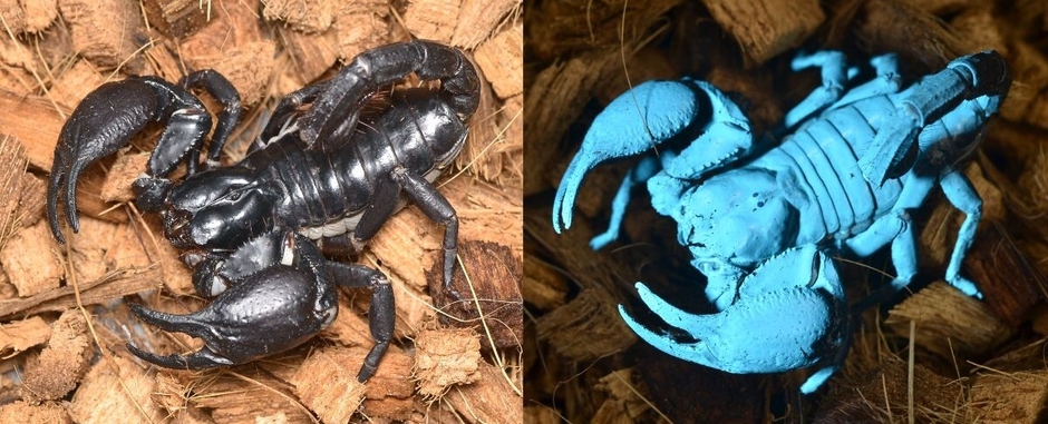 通常時のチャグロサソリ(左)とUVライトが当たって青く発光するチャグロサソリ