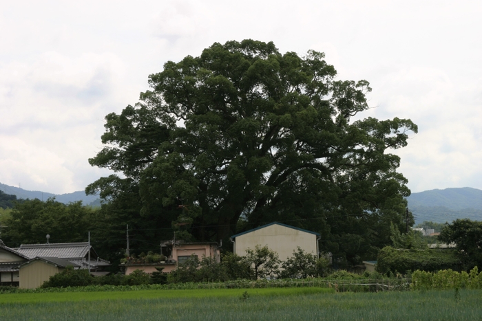 岡中の大くす(大阪府天然記念物)